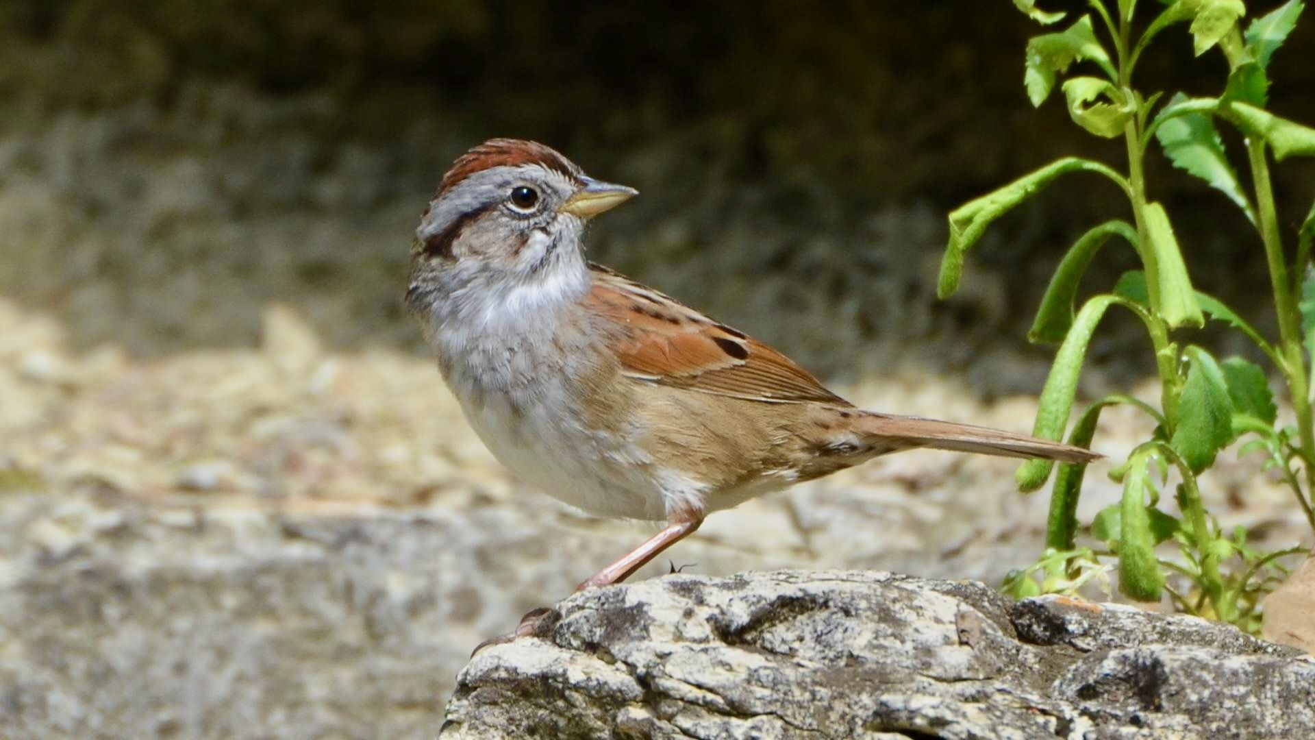 Swamp Sparrow by Andy Reago & Chrissy McClarren is licensed under CC BY 2.0